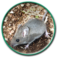 circle-mice
